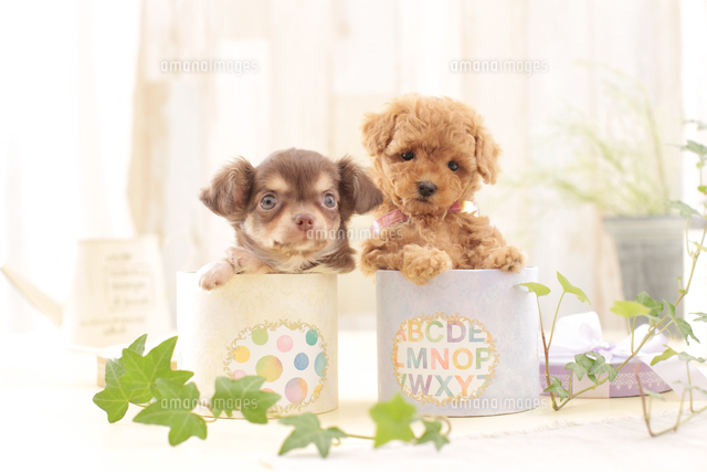 2匹の犬 トイプードル チワワ の写真素材 イラスト素材 アマナイメージズ