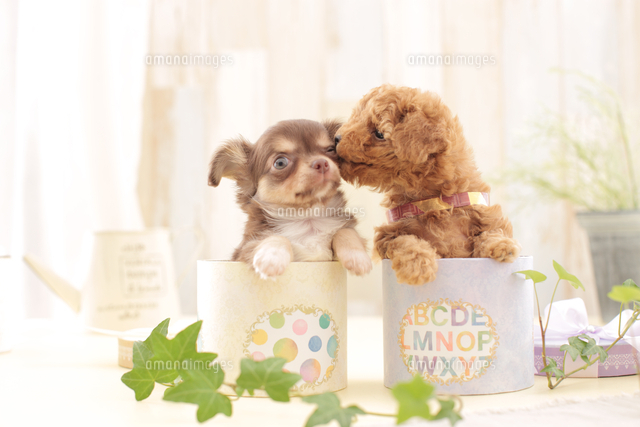 2匹の犬 トイプードル チワワ の写真素材 イラスト素材 アマナイメージズ