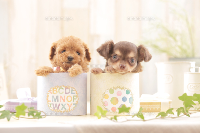2匹の犬 トイプードル チワワ の写真素材 イラスト素材 アマナイメージズ