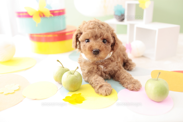 1匹の犬 トイ プードル の写真素材 イラスト素材 アマナイメージズ