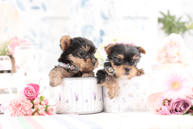 ヨークシャー テリア仔犬 の写真素材 イラスト素材 アマナイメージズ