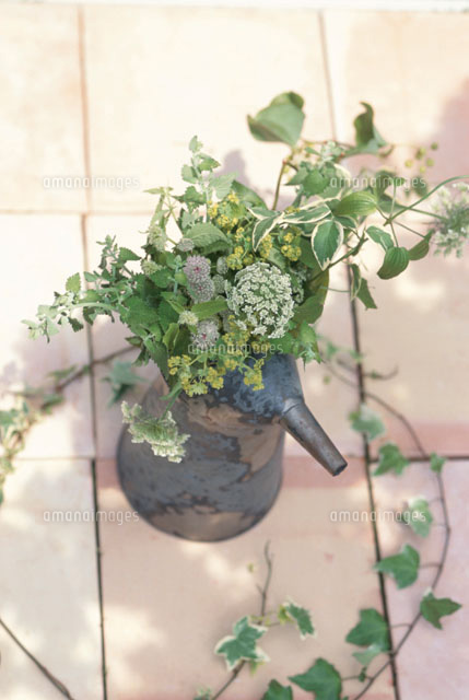 グレイ水差しにキャロットフラワー アイビー等 フカン の写真素材 イラスト素材 アマナイメージズ