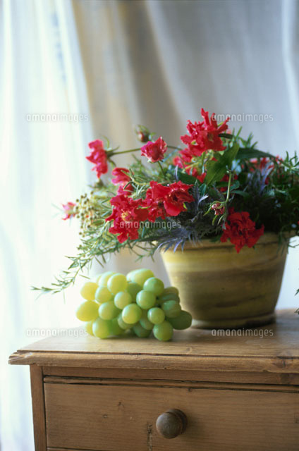 棚の上の花瓶に生けたローズマリー等 の写真素材 イラスト素材 アマナイメージズ