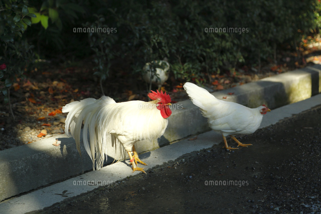 神鶏 伊勢神宮 内宮 の写真素材 イラスト素材 アマナイメージズ