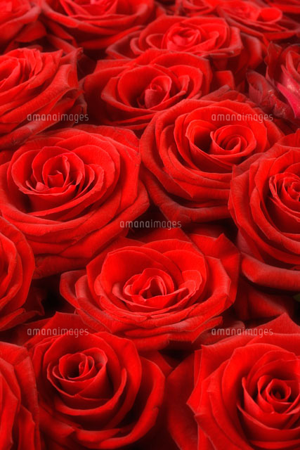 赤いバラの集合 の写真素材 イラスト素材 アマナイメージズ