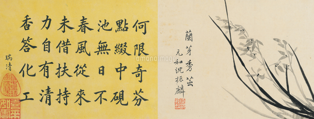 Leaf 8a And 8b From Master Shen Fengchi S Orchid Manual V 22040083899 の写真素材 イラスト素材 アマナイメージズ
