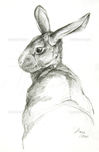 Study of a Rabbit, 2005[22040173709]の写真素材・イラスト素材｜アマナイメージズ