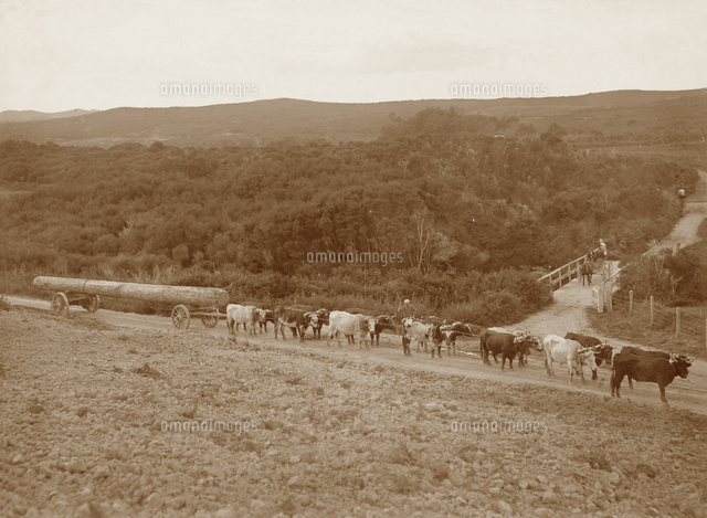 Bullock team with a log[22040208610]の写真素材・イラスト素材｜アマナイメージズ