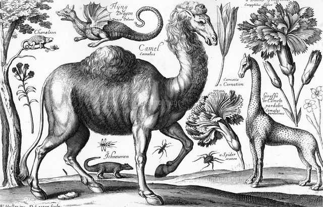 Animalium Ferarum Et Bestiarum Engraved By David Loggan 1 の写真素材 イラスト素材 アマナイメージズ