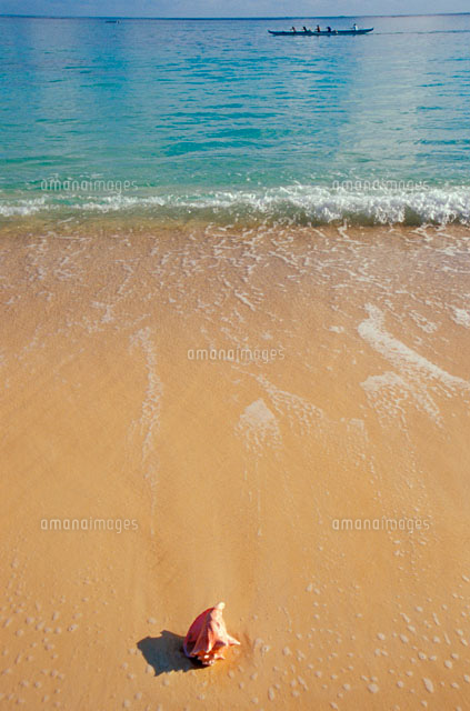 Large Sea Shell Along Shoreline の写真素材 イラスト素材 アマナイメージズ