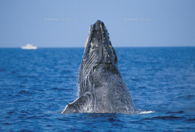Humpback Whale breaching[22157005867]の写真・イラスト素材｜アマナ