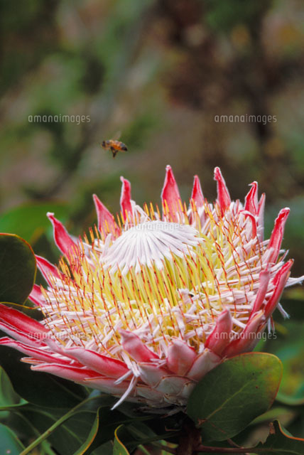 Pink King Protea With White Center の写真素材 イラスト素材 アマナイメージズ