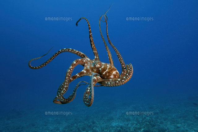 Day Octopus Octopus Cyanea の写真素材 イラスト素材 アマナイメージズ