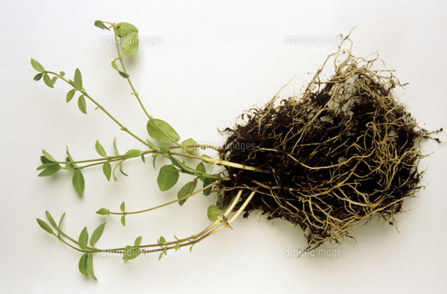 Periwinkle plant with open root[22199041374]の写真素材・イラスト素材｜アマナイメージズ