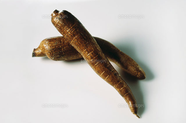 Two manioc roots[22199042009]の写真素材・イラスト素材｜アマナイメージズ