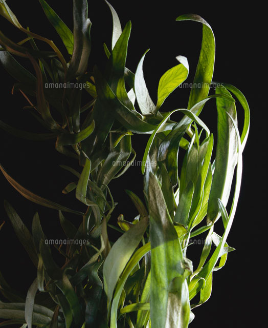 Sprigs of tarragon[22199042517]の写真素材・イラスト素材｜アマナイメージズ