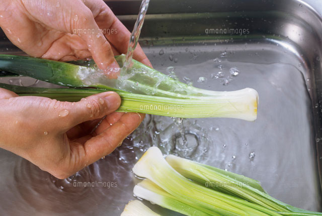 Washing leeks under running water[22199043079]の写真素材・イラスト素材｜アマナイメージズ
