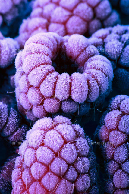 Frozen raspberries in blue light[22199043732]の写真素材・イラスト素材｜アマナイメージズ
