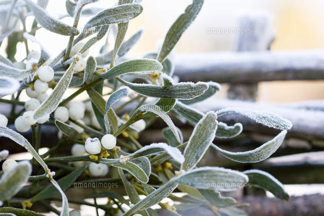 Mistletoe with berries in winter[22199044204]の写真素材・イラスト素材｜アマナイメージズ