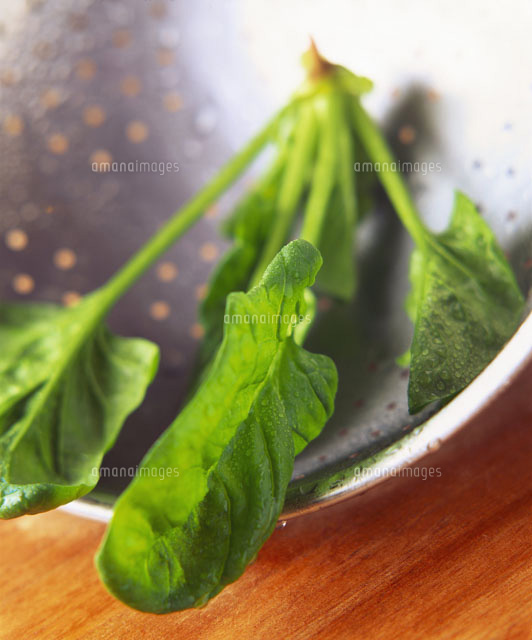 Freshly washed spinach leaves in a strainer[22199050737]の写真素材・イラスト素材