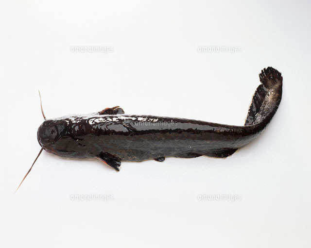 Catfishの写真素材 ストックフォト アマナイメージズ