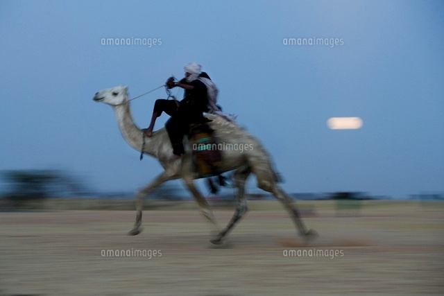Camal racing, Gerewol festival, north of Abalak, Niger[22206002357]の写真 ...