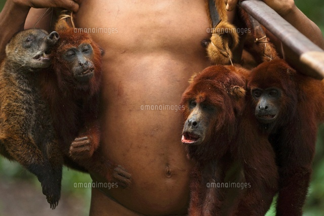 Monkeys Hunted Huaorani Indian carrying hunted howler monkeys and coati. Ga ...