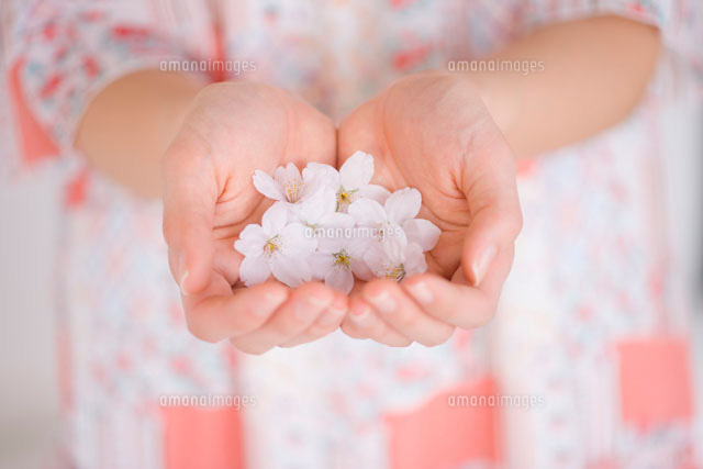 女性の手のひらに桜の花びら の写真素材 イラスト素材 アマナイメージズ