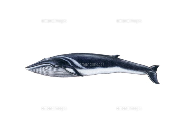 ミンククジラ みんく鯨 の写真素材 イラスト素材 アマナイメージズ