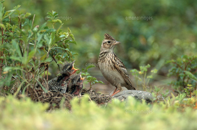 ヒバリの親子 の写真素材 イラスト素材 アマナイメージズ