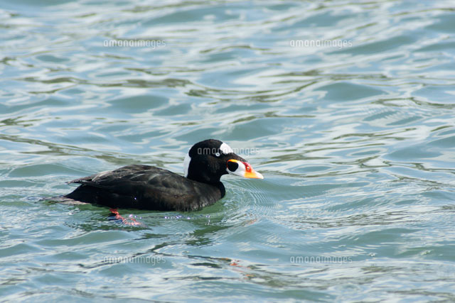 アラナミキンクロ雄 の写真素材 イラスト素材 アマナイメージズ