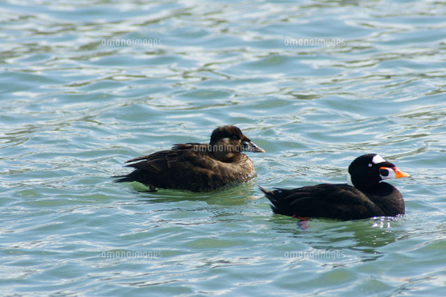 アラナミキンクロ雌 の写真素材 イラスト素材 アマナイメージズ