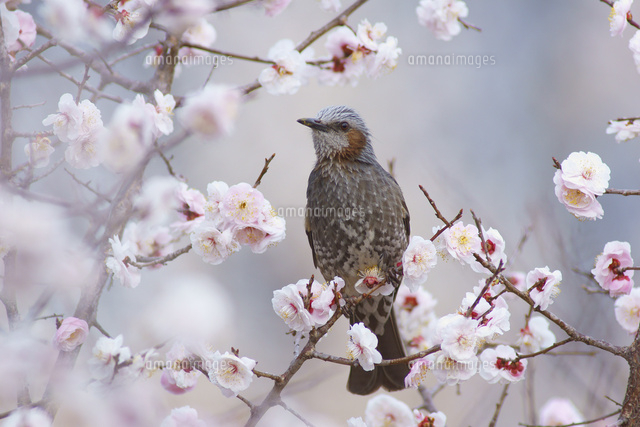ヒヨドリと梅 の写真素材 イラスト素材 アマナイメージズ