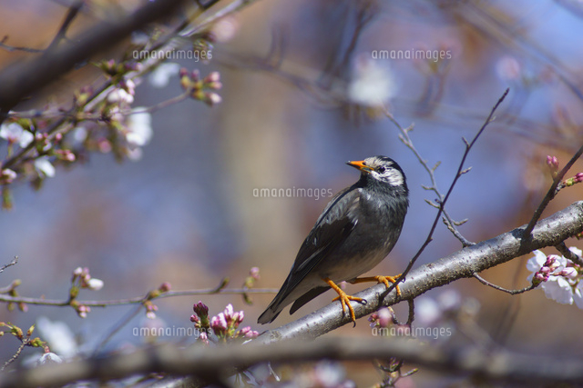 ムクドリと桜 の写真素材 イラスト素材 アマナイメージズ