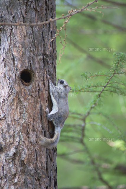 エゾモモンガ の写真素材 イラスト素材 アマナイメージズ