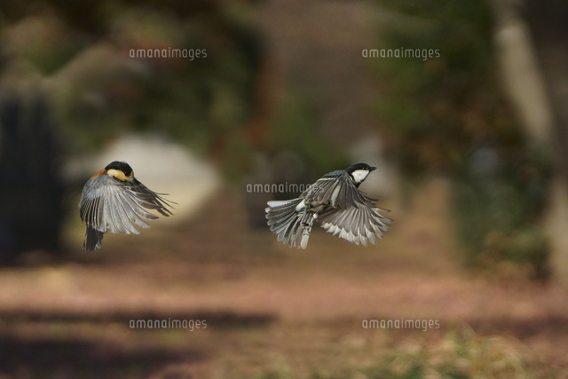 シジュウカラとヤマガラの飛翔 の写真素材 イラスト素材 アマナイメージズ