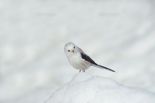 シマエナガ の写真素材 イラスト素材 アマナイメージズ