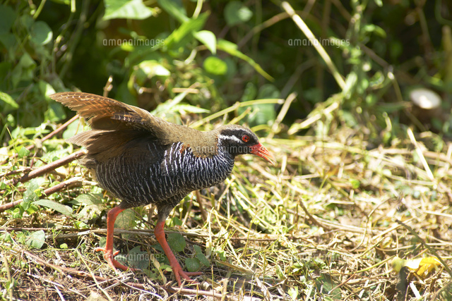 ヤンバルクイナ の写真素材 イラスト素材 アマナイメージズ
