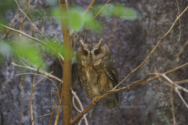オオコノハズク の写真素材 イラスト素材 アマナイメージズ