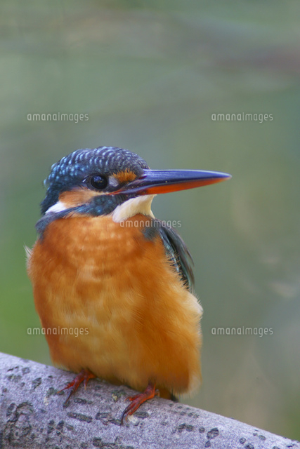 カワセミのメス の写真素材 イラスト素材 アマナイメージズ