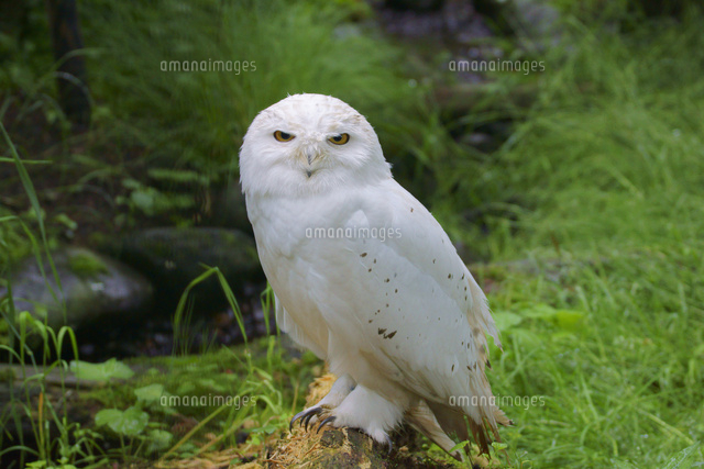 シロフクロウのオス の写真素材 イラスト素材 アマナイメージズ