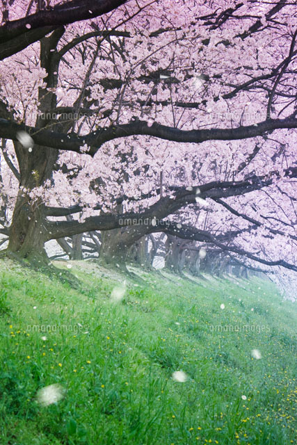 桜並木と風に舞い散る花びら[22323001464]の写真・イラスト素材