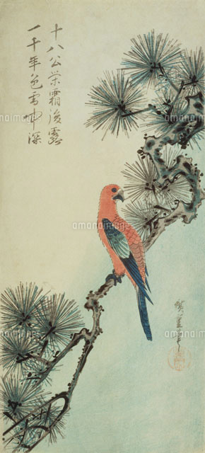 花鳥画 大短冊松にインコ[22451032459]の写真・イラスト素材｜アマナ