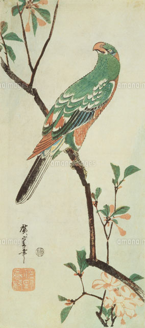 花鳥画 大短冊海棠にインコ[22451032465]の写真・イラスト素材｜アマナ