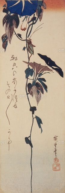 花鳥画 大短冊朝顔にキリギリス[22451032473]の写真・イラスト素材