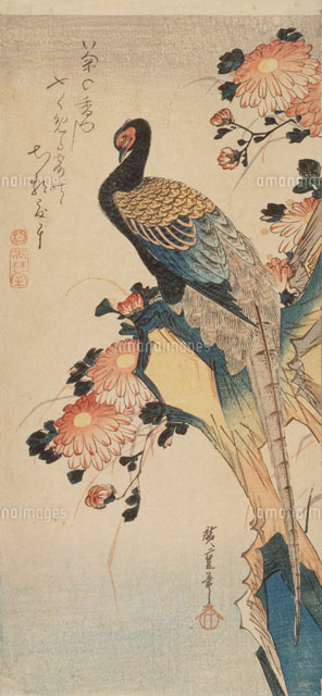 花鳥画 大短冊菊に雉[22451032476]の写真・イラスト素材｜アマナ