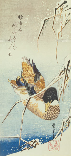 花鳥画 大短冊雪中枯芦に鴨[22451032478]の写真・イラスト素材｜アマナ