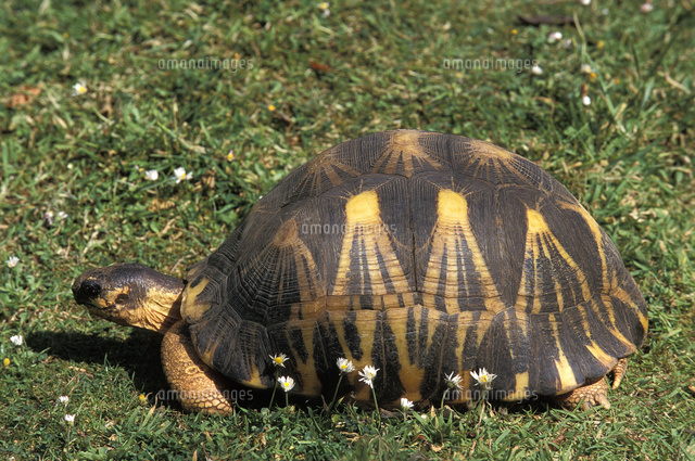 ホウシャガメ の写真素材 イラスト素材 アマナイメージズ