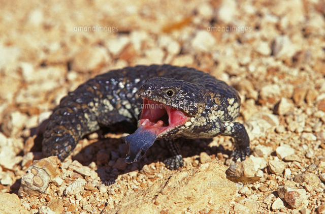 舌を出すアオジタトカゲ の写真素材 イラスト素材 アマナイメージズ
