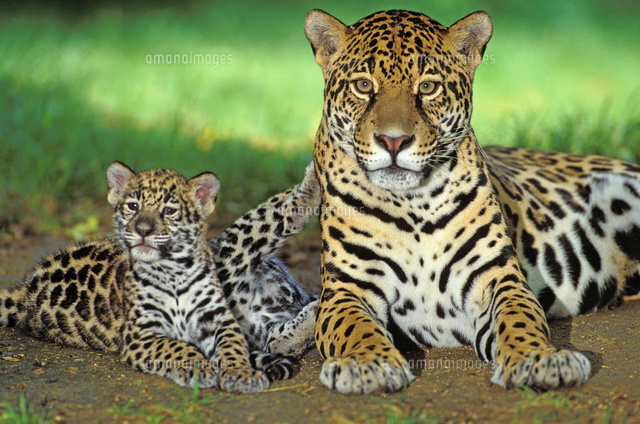 ジャガーの親子[22451034716]の写真・イラスト素材｜アマナイメージズ